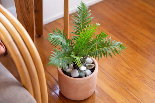 ribbed fern in a pot