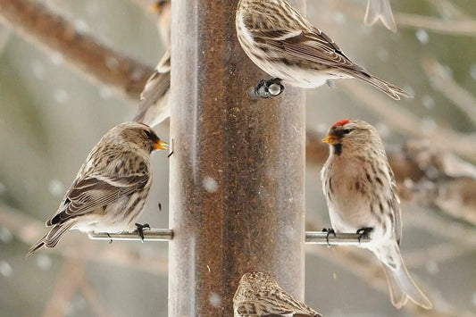 Common Redpolls at a Feeder