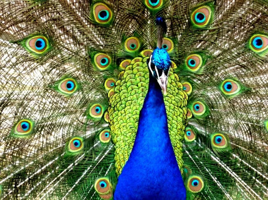 blue green and brown peacock painting free image | Peakpx