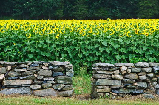 Stone wall with field of sunflowers in back of it.