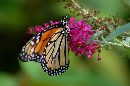 A monarch on a butterfly bush flower.