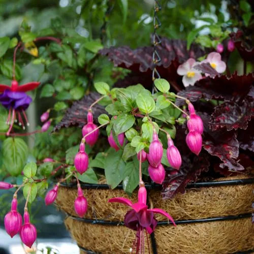 container gardening picture of hanging basket