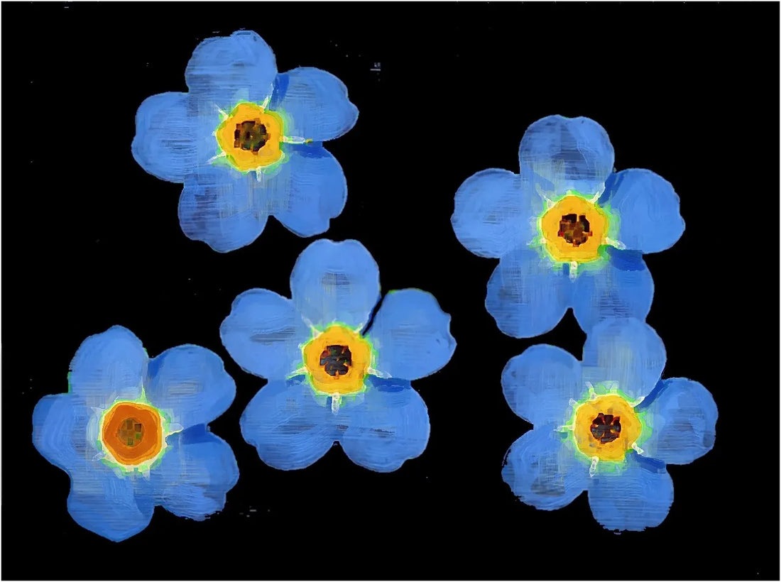 All This Is That: Flower painting No. 41: Forget-me-not