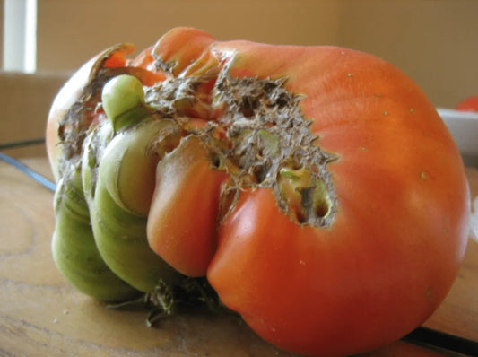 catfaced tomato