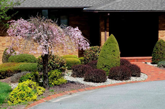 Tree and shrub plantings on gentle downward slope toward driveway