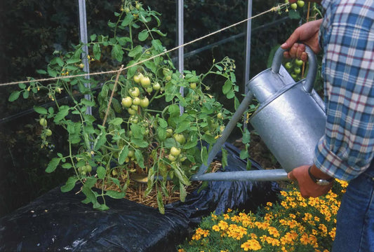 A man using a water can to water tomatoes