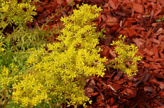 Image of Angelina sedum against a backdrop of red mulch.